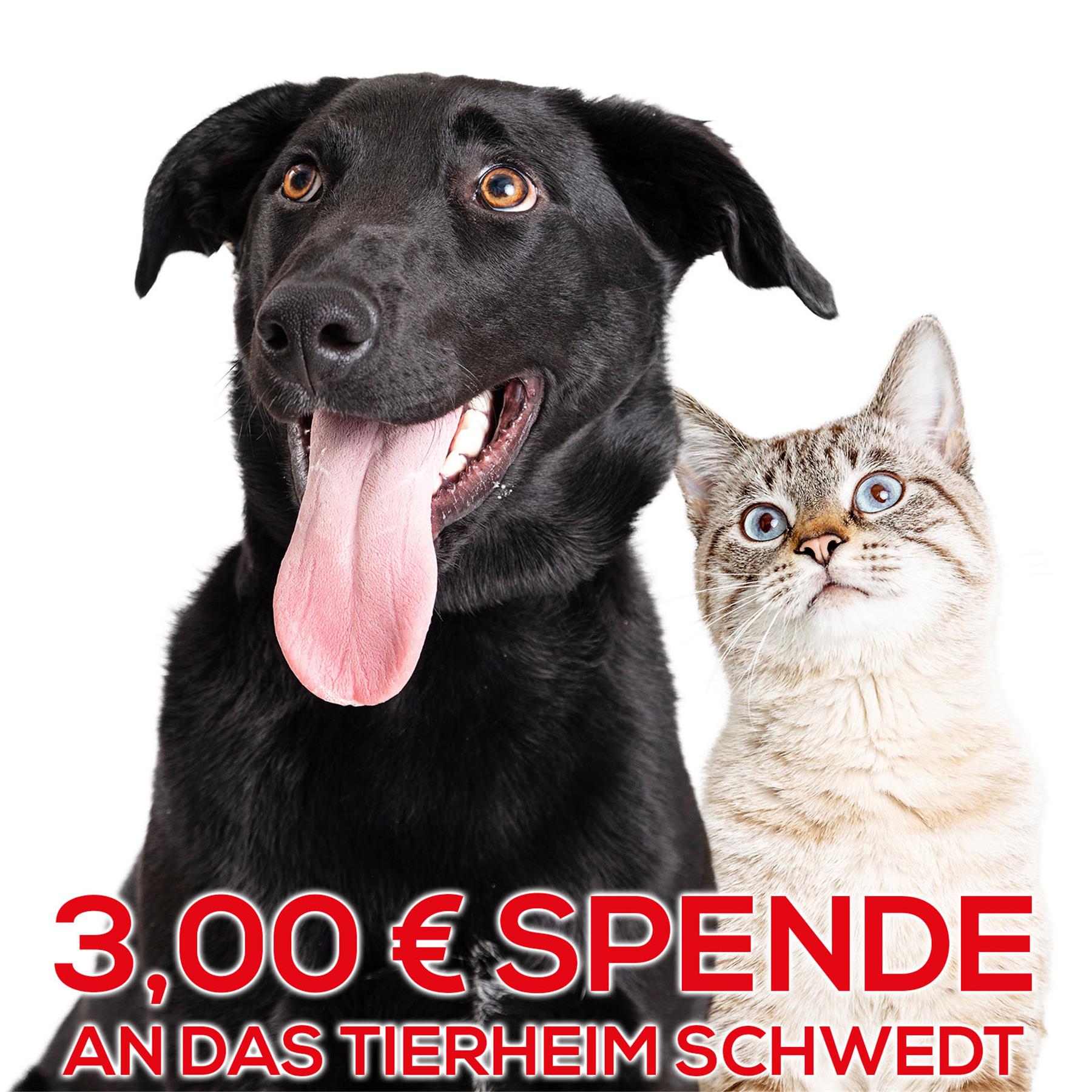 Wir unterstützen für Sie das Tierheim Schwedt/Oder mit 3,00€ - Vielen lieben DANK!, Tier, Hund, Säugetier, Haustier, Katze