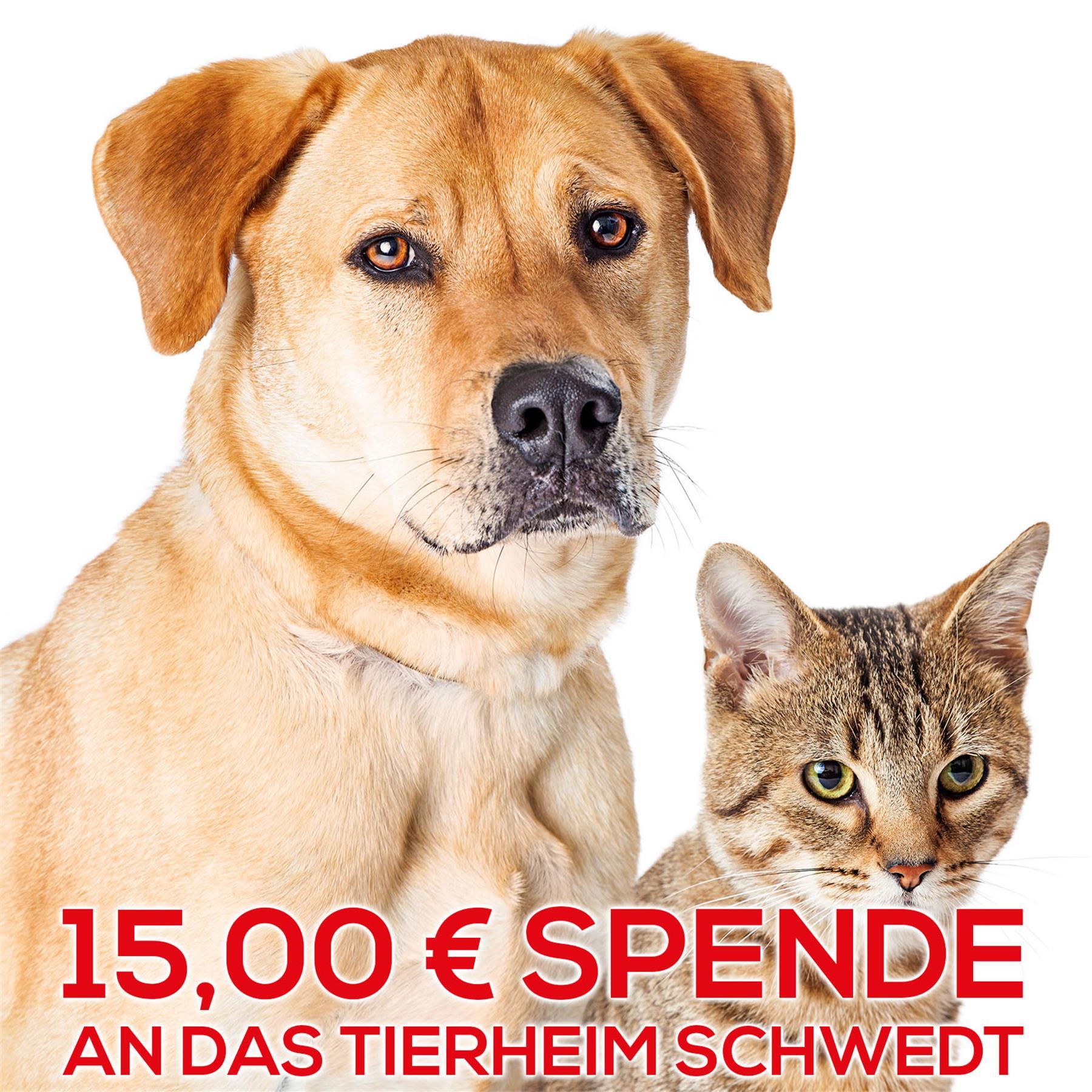 Wir unterstützen für Sie das Tierheim Schwedt/Oder mit 15€ - Vielen lieben DANK!, Tier, Hund, Säugetier, Haustier, Katze